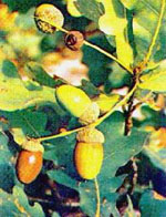 MSA QUERCUS PEDUNCOL 50 ML - farmascienza.it