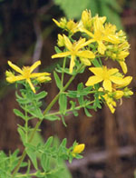 TSA HIPERICUM PERFORATUM 50 ML - farmascienza.it